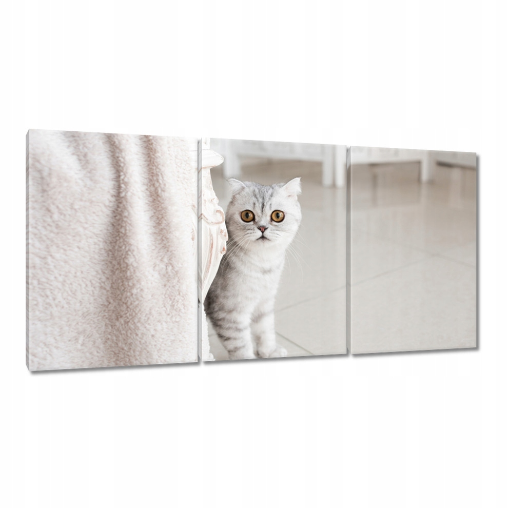 

Obrazy 120x60 Kot Kotek Kotki Kicia