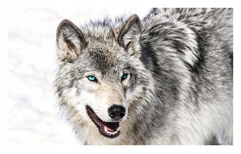 Fototapeta S Vlkem Vlk Zvířata Obývací pokoj 416x254