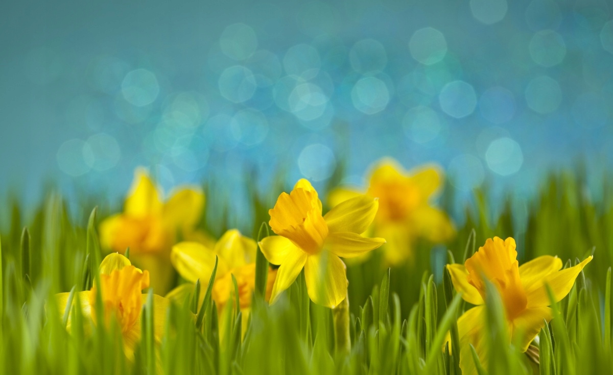 

Tapeta flizelinowa Żonkile 416x254