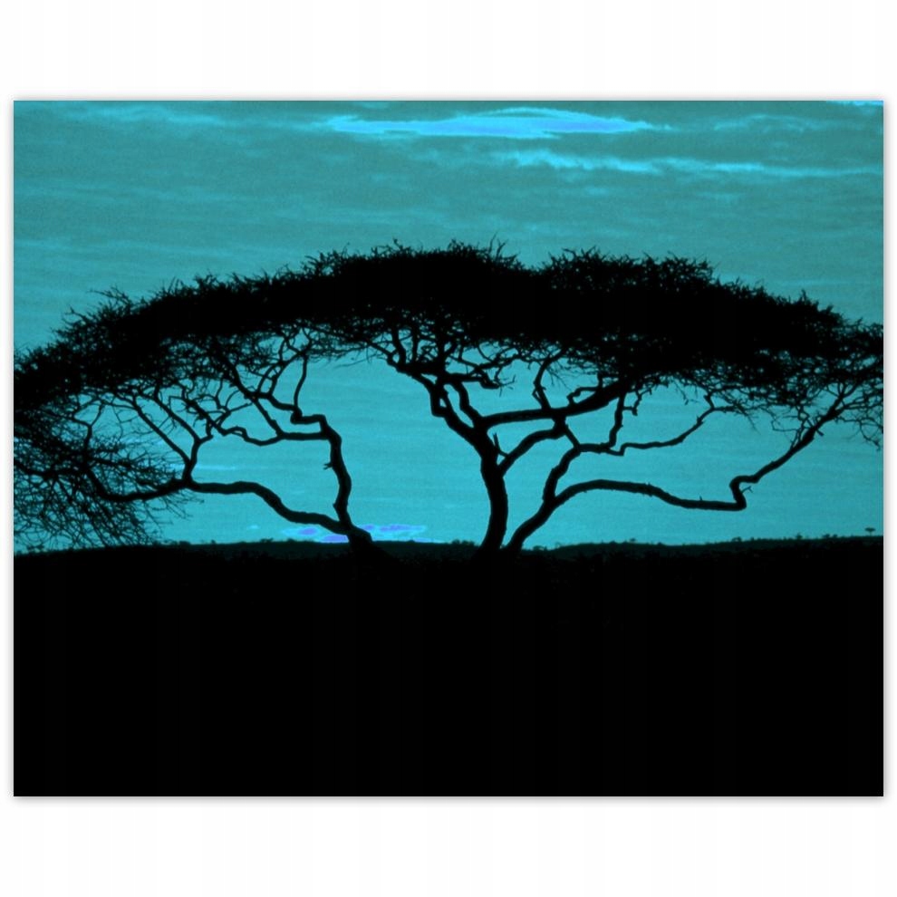 

Plakat 50x40 Akacja na sawannie