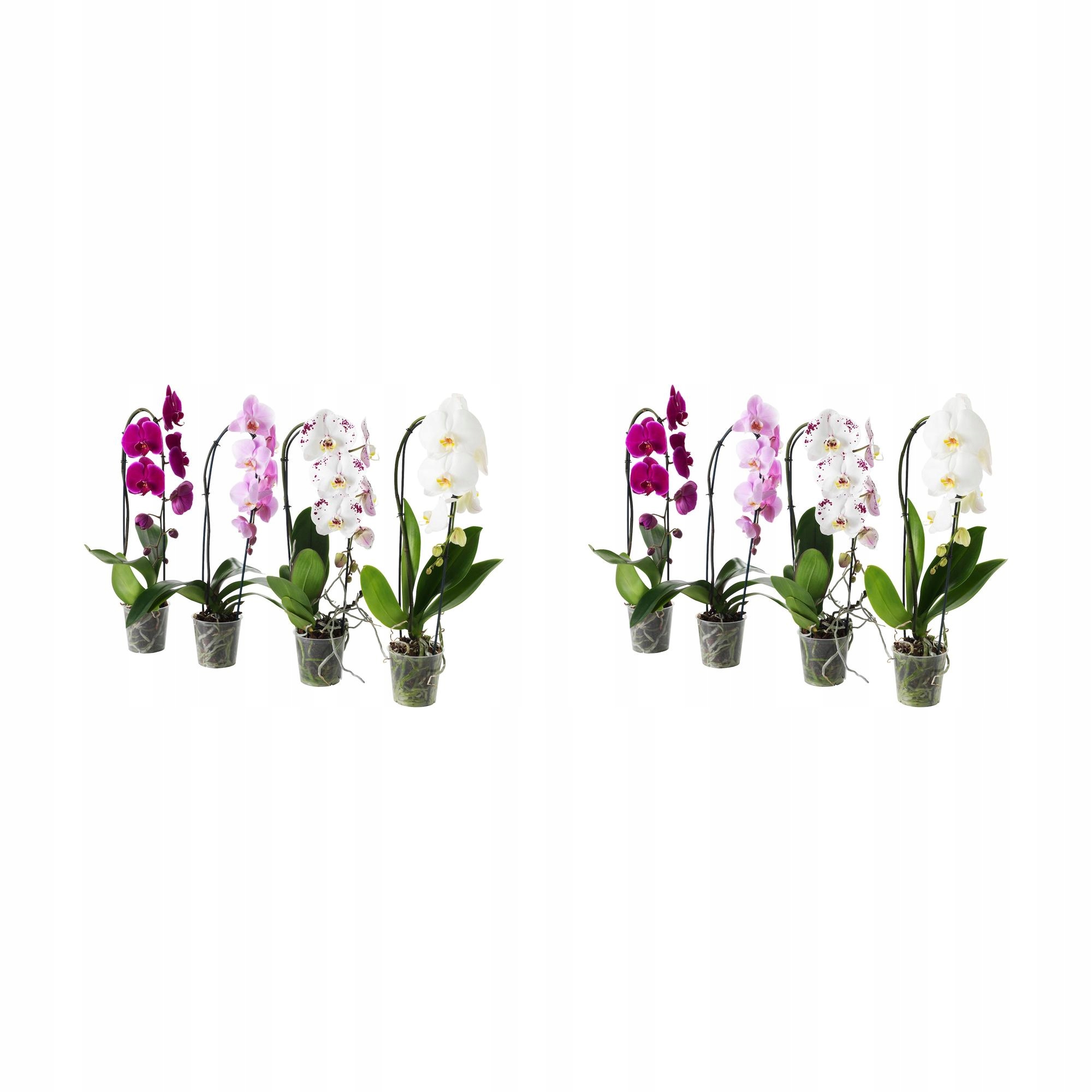 2 ks Orchidej Phalaenopsis Kaskádová 60 cm Květináčová rostlina
