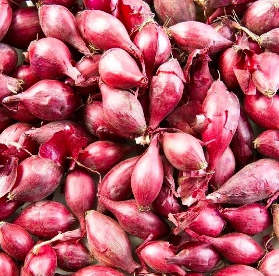 Levně Cibule sazečka Červená Jarní 5000 g