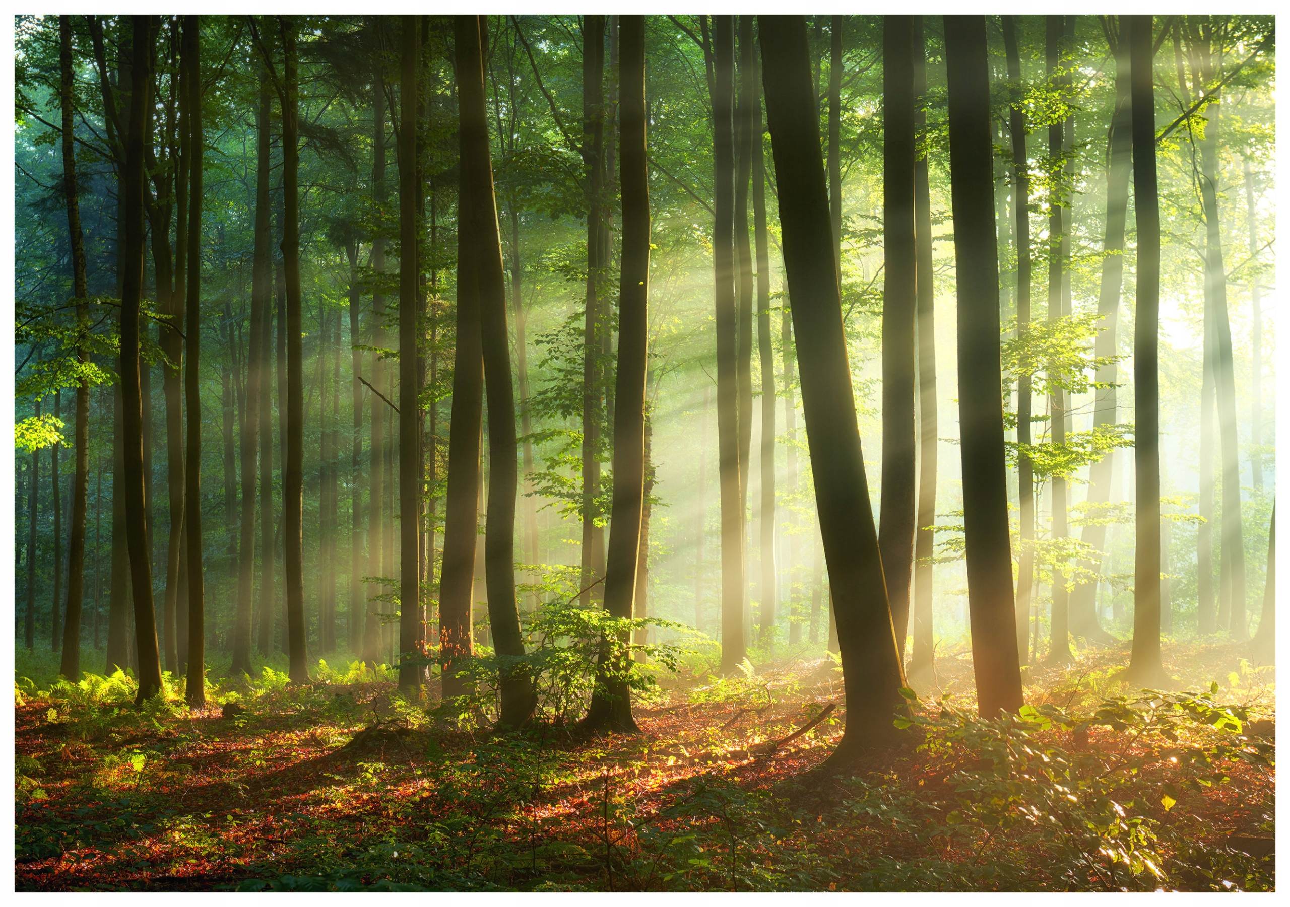 Fototapeta Ranní les mlha zeleň stromy 312x219 vinylová lepidlo