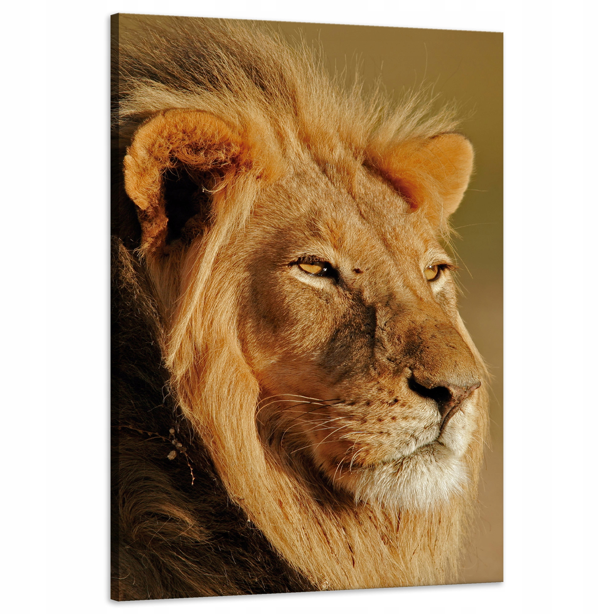 Obraz na plátně Lev v záři Slunce Tvář Příroda 60x90 cm