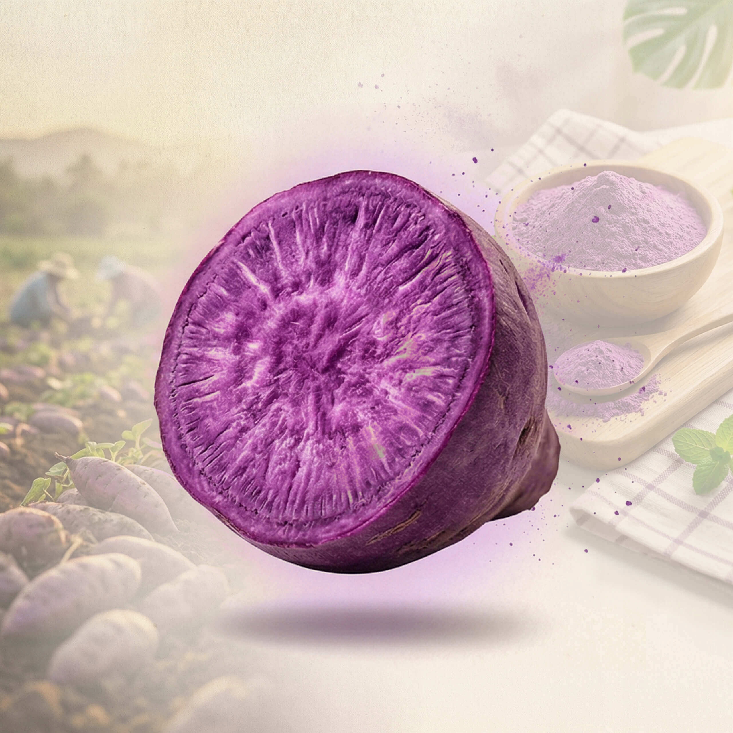 Mary Rose violetinis spalvota matcha arbata milteliais 100 g