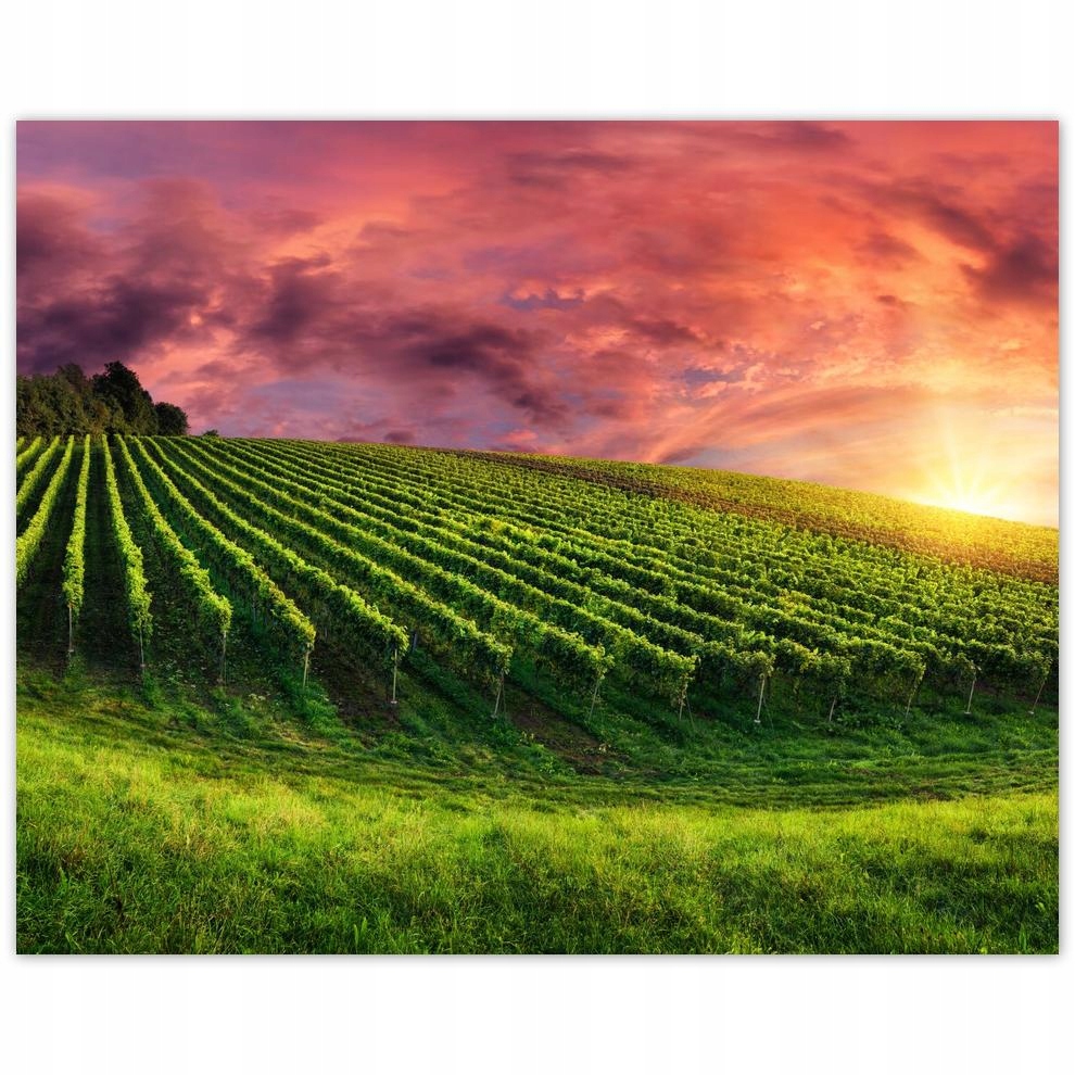 

Plakat 50x40 Winnica Pejzaż Krajobraz