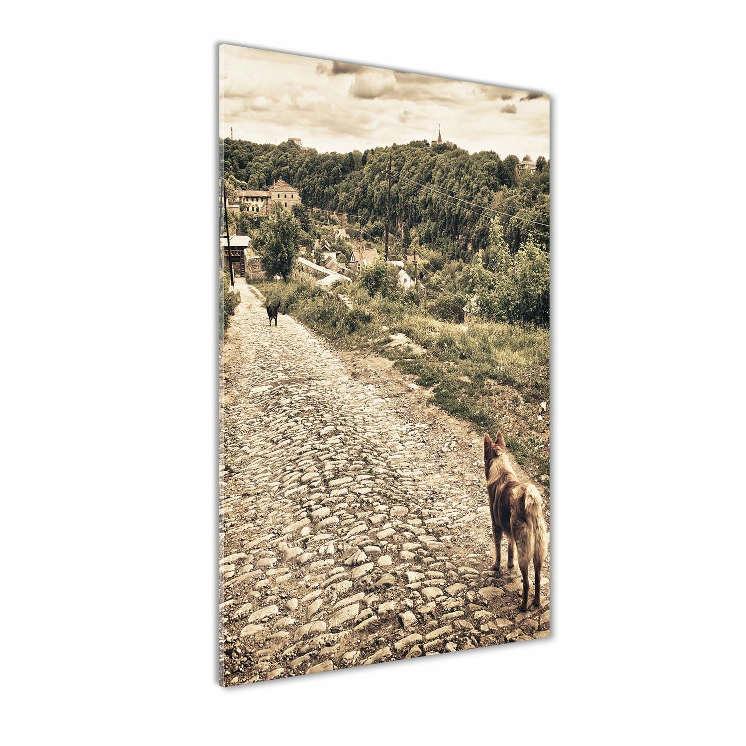 

Foto obraz na szkle pionowy Dwa psy wzgórza 50x100