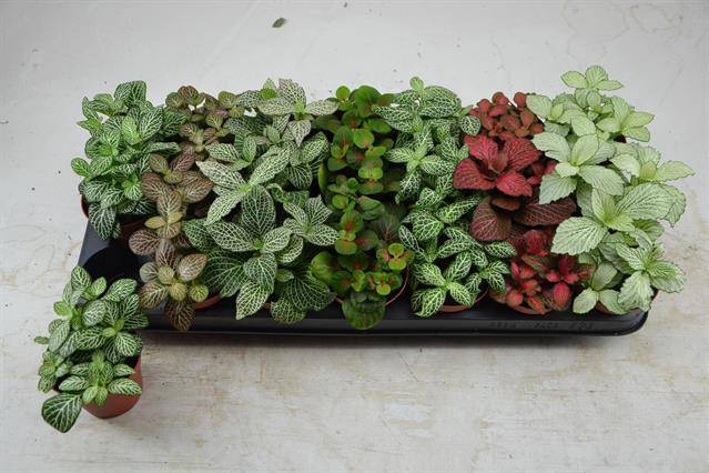 Fittonia mix Les V Nádobe, Skle 10 cm, 21 ks, paletka