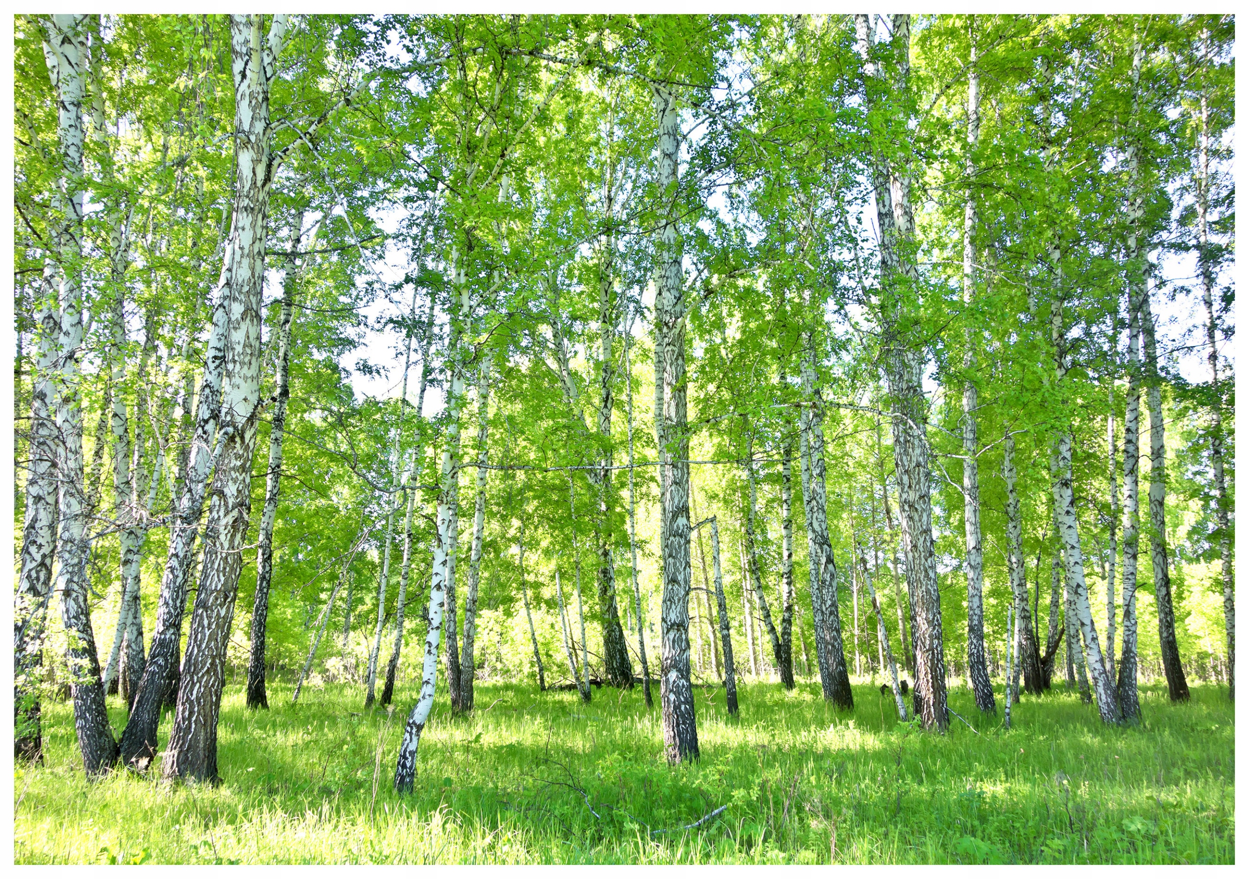 Fototapeta Zelený břízový les Perspektiva Bílé břízy 254x184 lepidlo