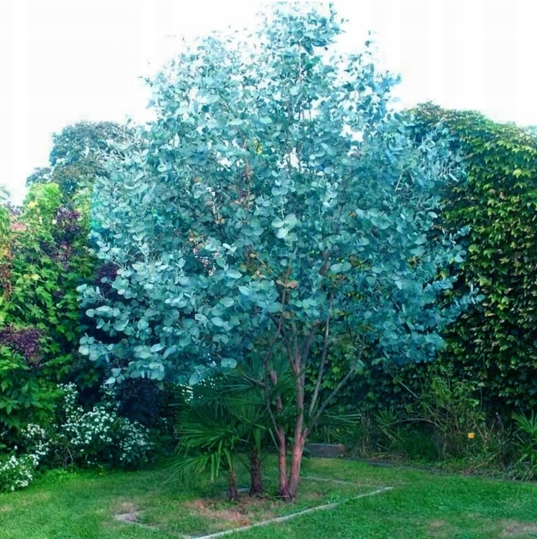 EUKALIPTUS NIEBIESKI EUCALYPTUS GUNNI NASIONA.