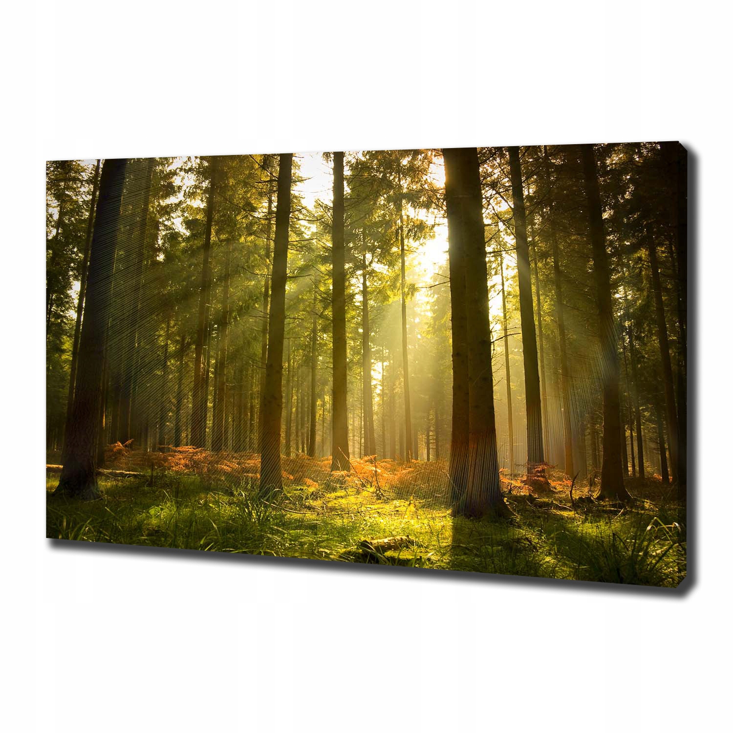 

Duży foto obraz na płótnie Las w słońcu 100x70 cm