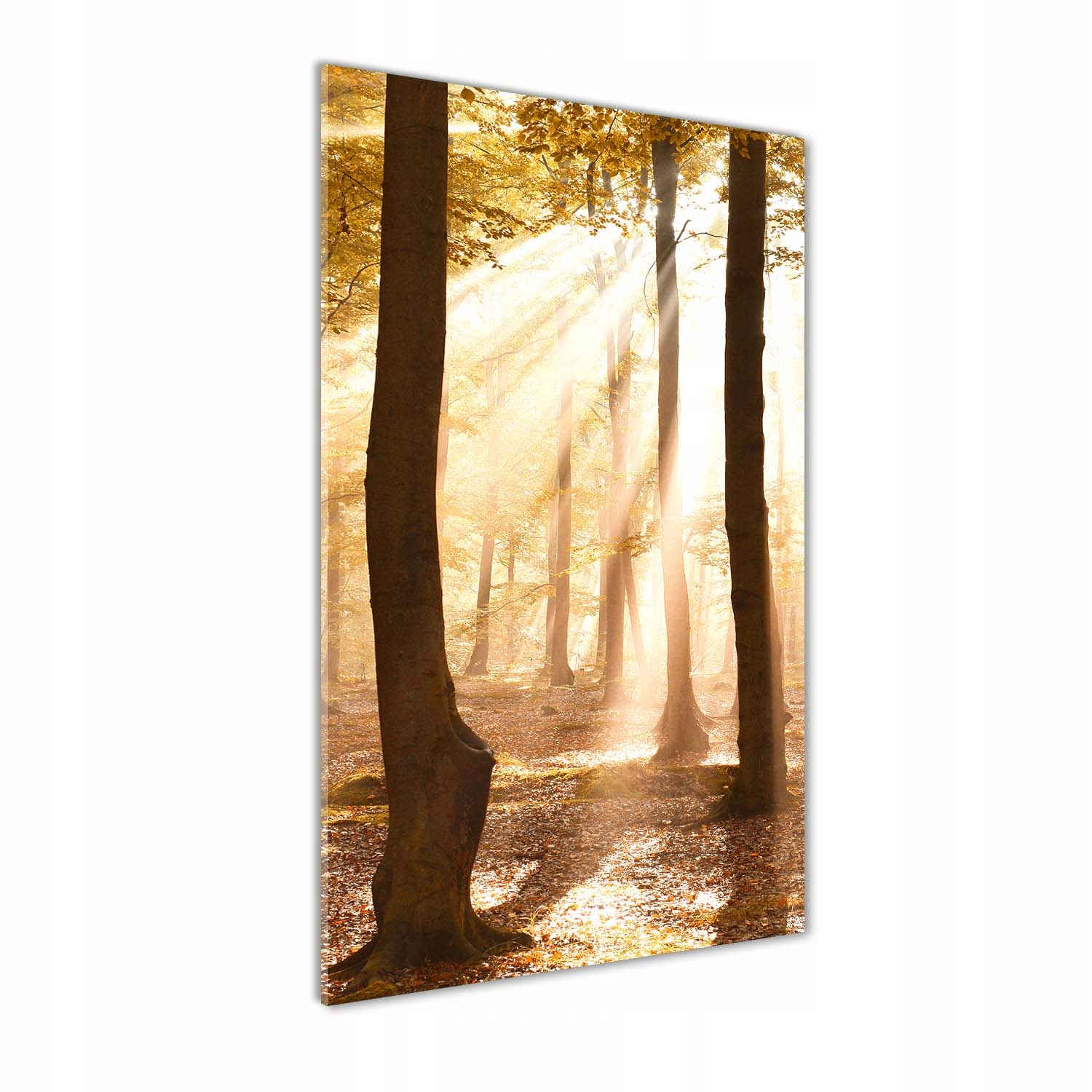 

Nowoczesny fotoobraz akrylowy Las jesienią 70x140