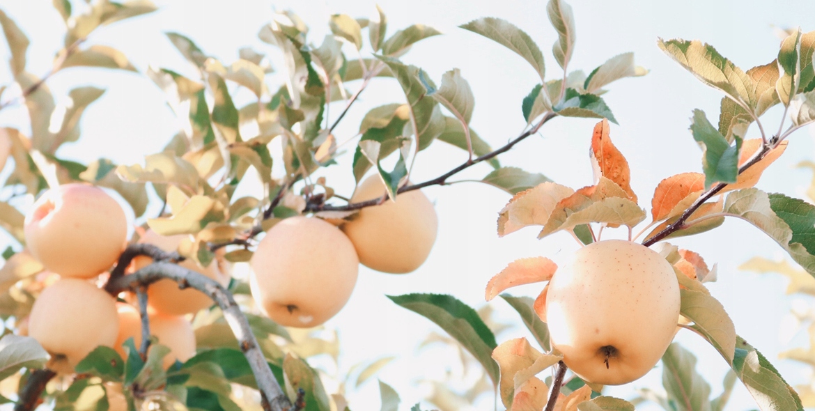 VILLEA woda perfumowana ALIVE EDP 100 ml JFenzi Marka JFenzi