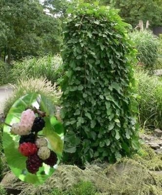 MORWA CZARNA SZCZEPIONA NA PNIU PENDULA 200 cm