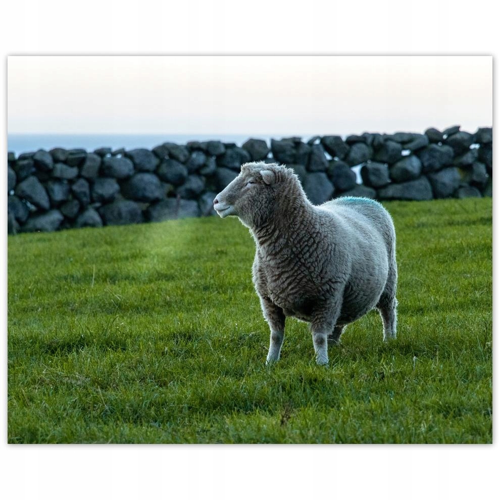 

Plakat 50x40 Wypas owiec Owieczki Owce