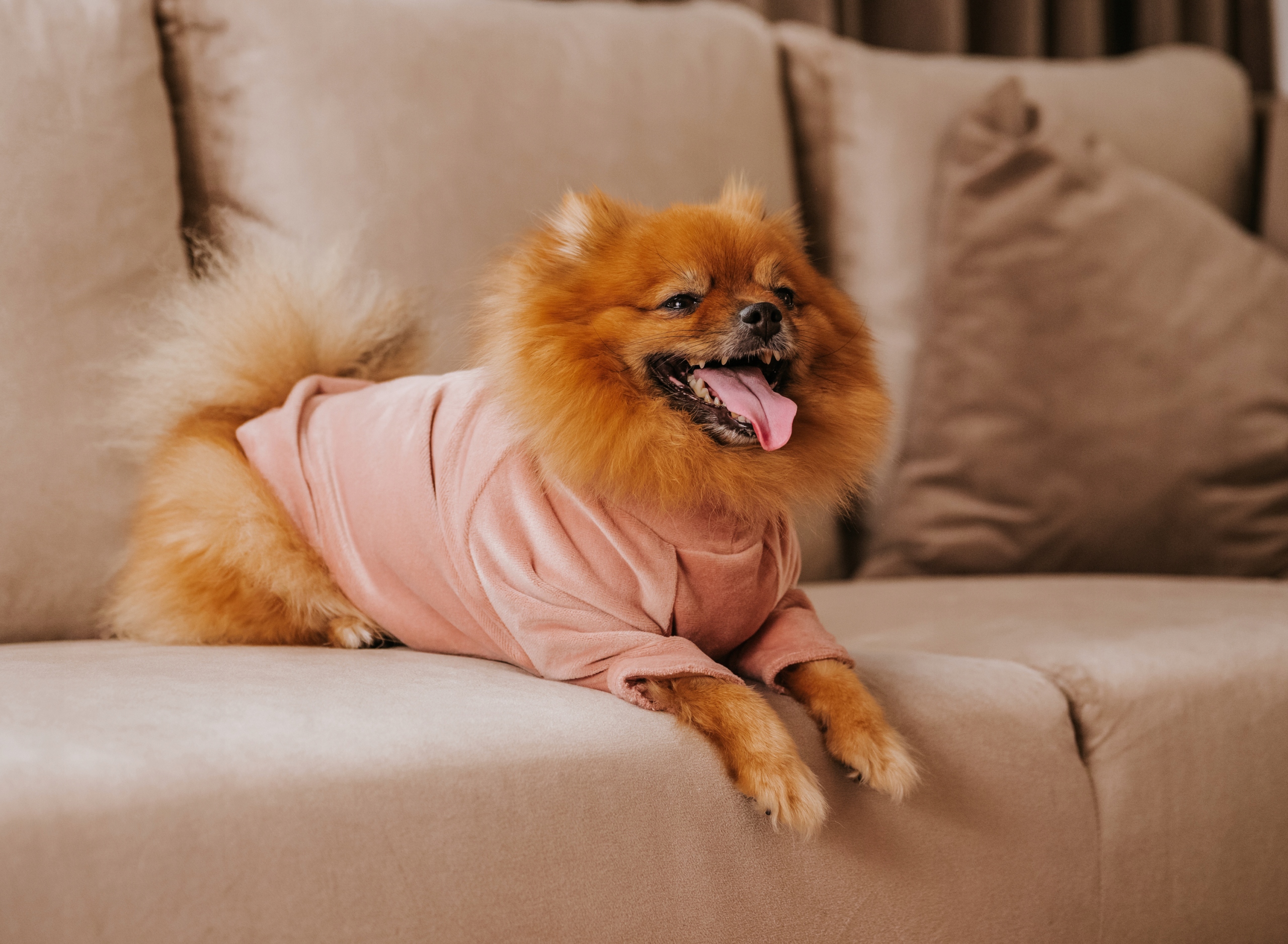 Levně Růžové velurové oblečení pro psa, velikost M