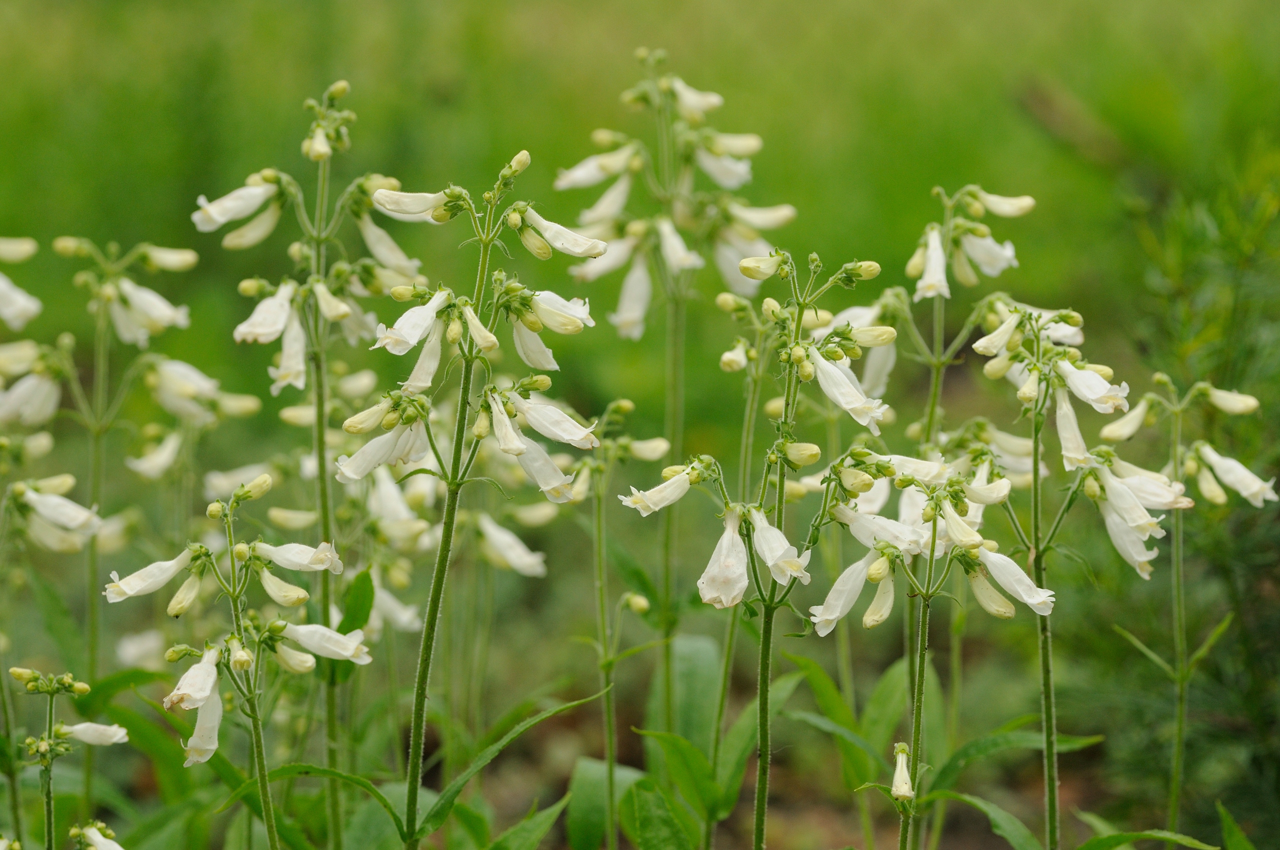 Penstemon confertus - Penstemon o białych kwiatach