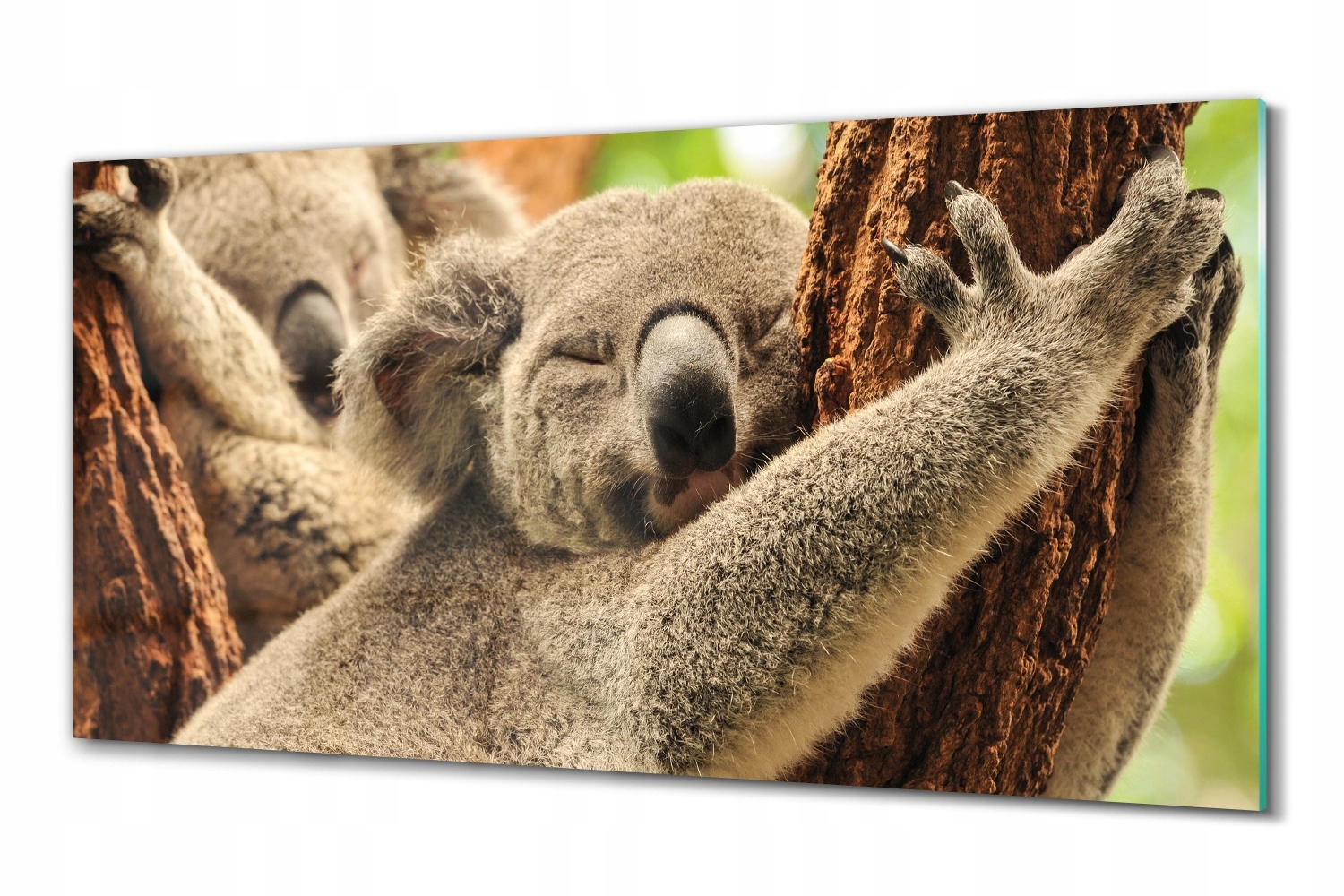 Sklený obraz na stenu Spiaci koala strom 100x50