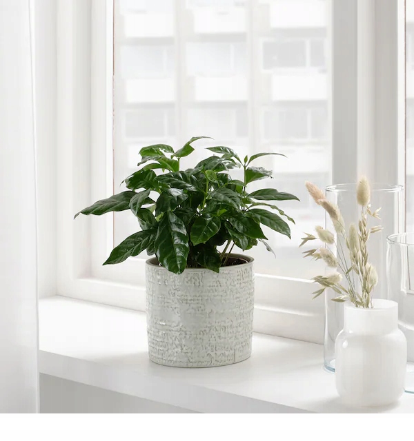 IKEA CHIAFRON Osłonka doniczki biały 12 cm Marka Ikea