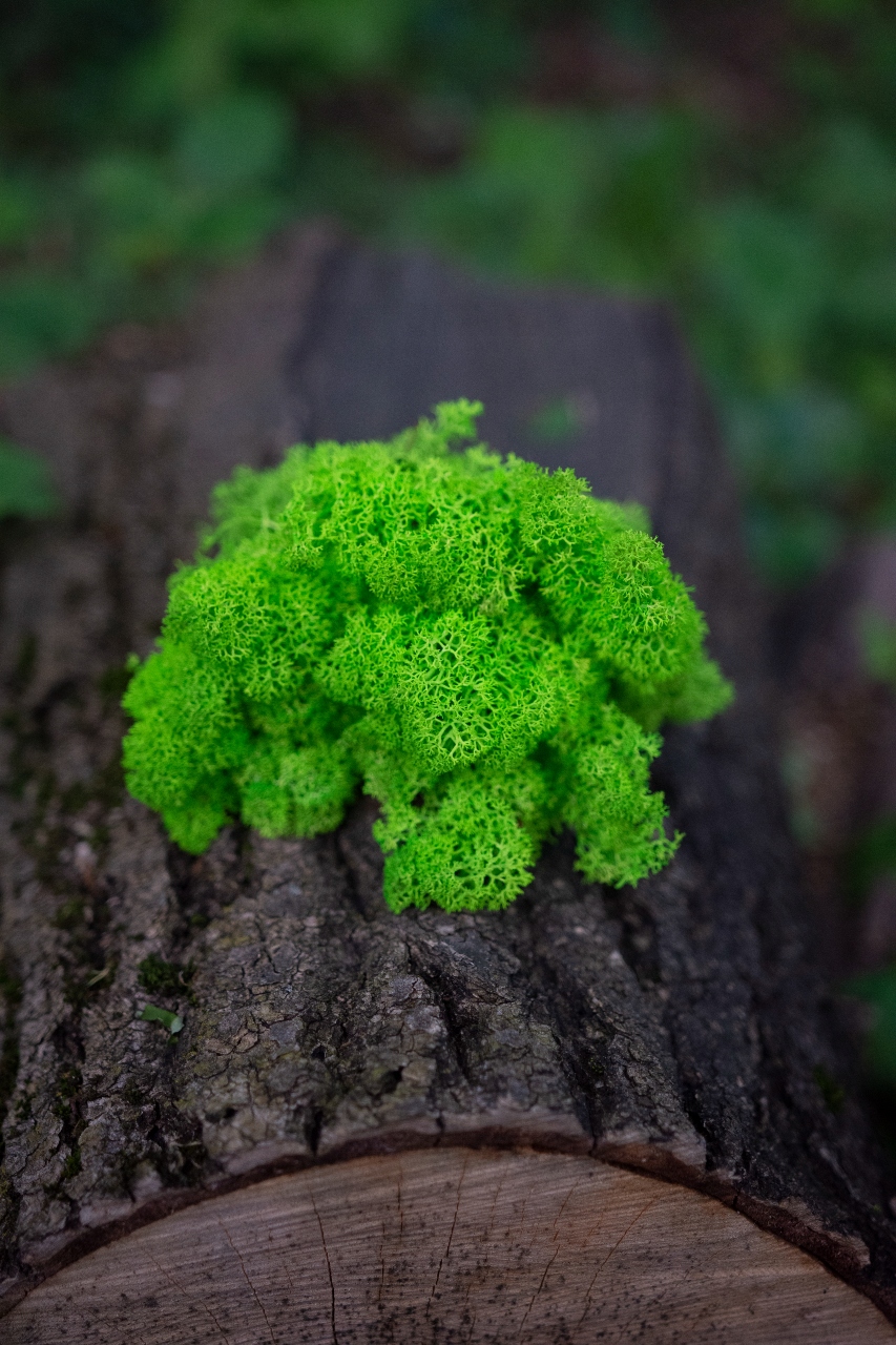 Mech Chrobotek Reniferowy zielony 500g PREMIUM Szerokość 25 cm
