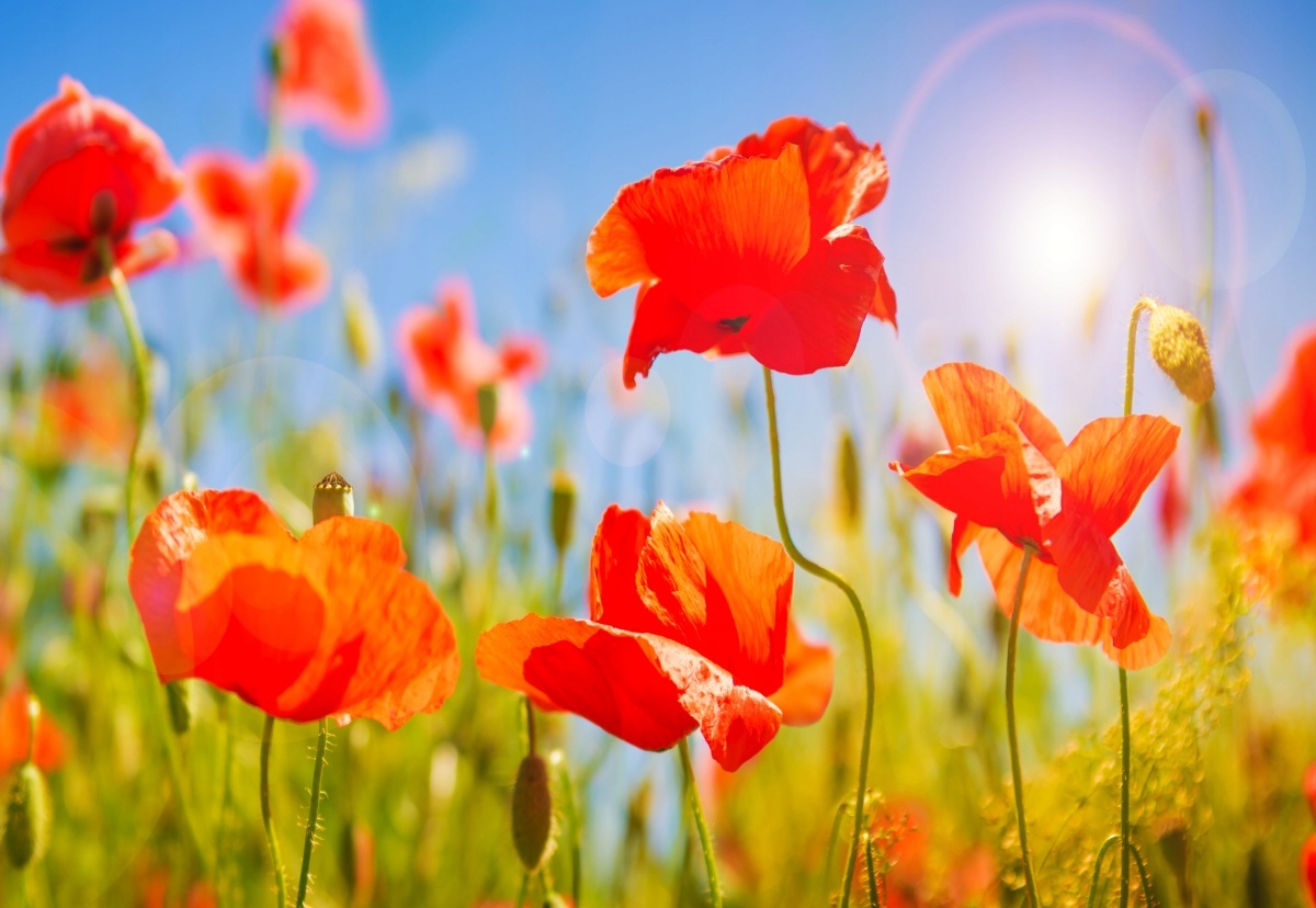 

Fototapeta Flizelinowa Maki Czerwony - 152x104