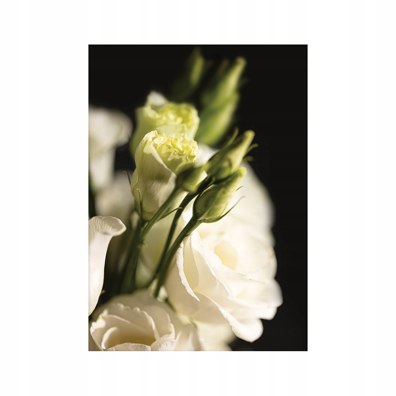 Dekoria Plakát Dark Flowers I