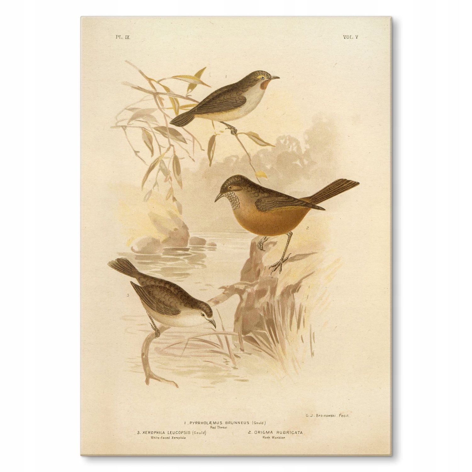 Kovový plakát Retro atlas Ptáci IX Dárek 42 x 59 cm