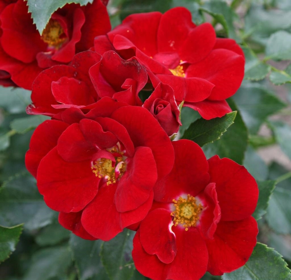 Róża Okrywowa MARONDO Kordes OBFITE KWITNIENIE