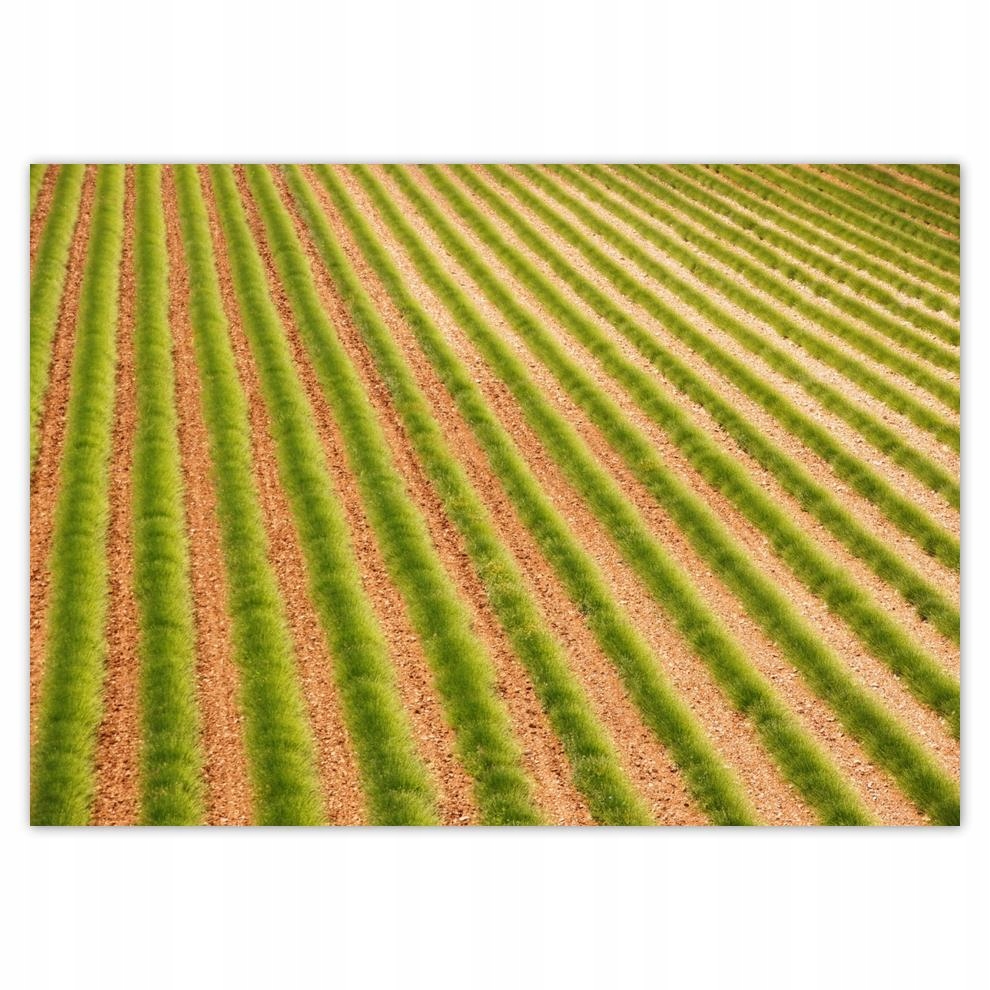 

Plakaty 70x50 Zielona Prowansja