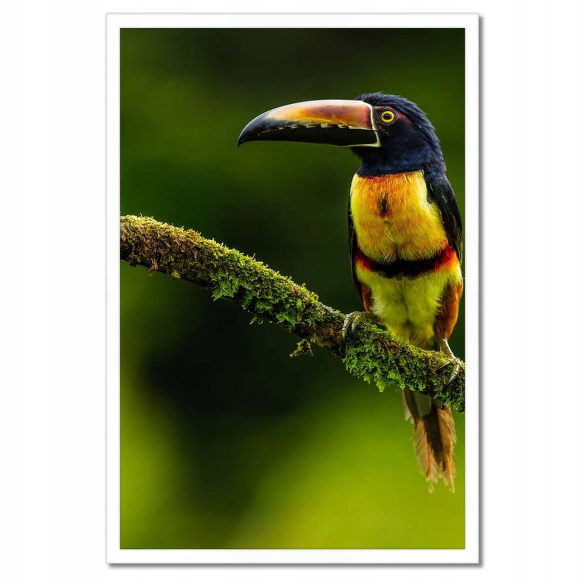 Plakáty v rámu 40x60 Ptáci