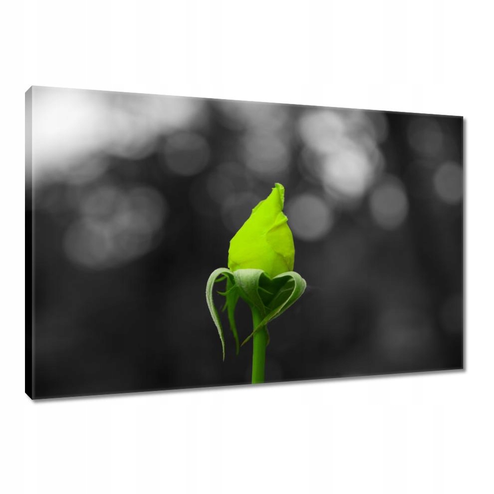 

Obrazy 60x40 Limonkowa róża