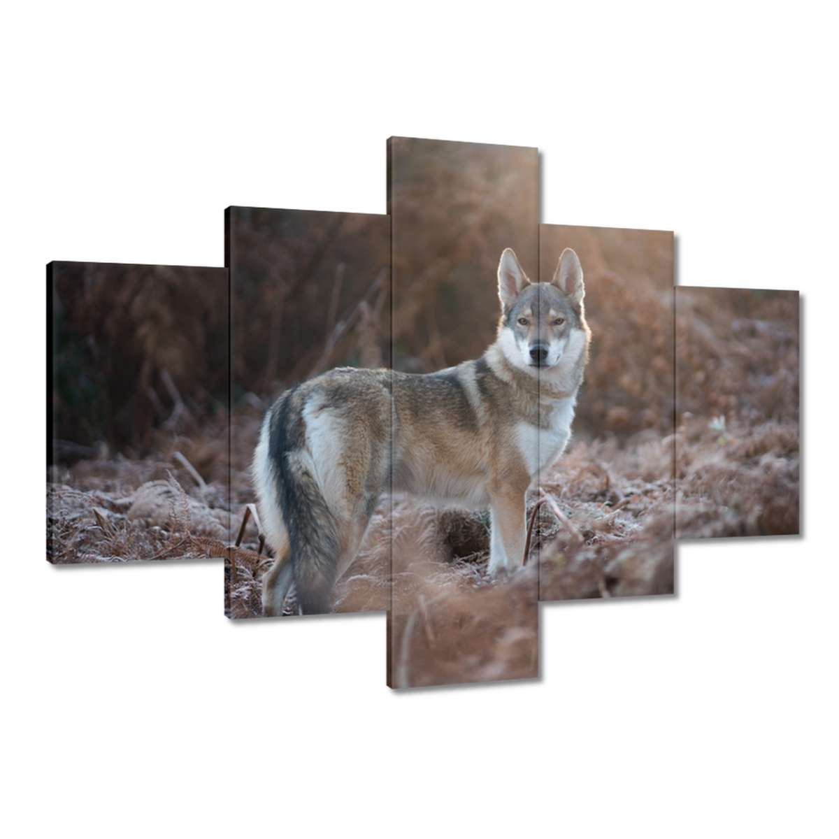 Obrazy 100x70 Vlk a vlk Wolf