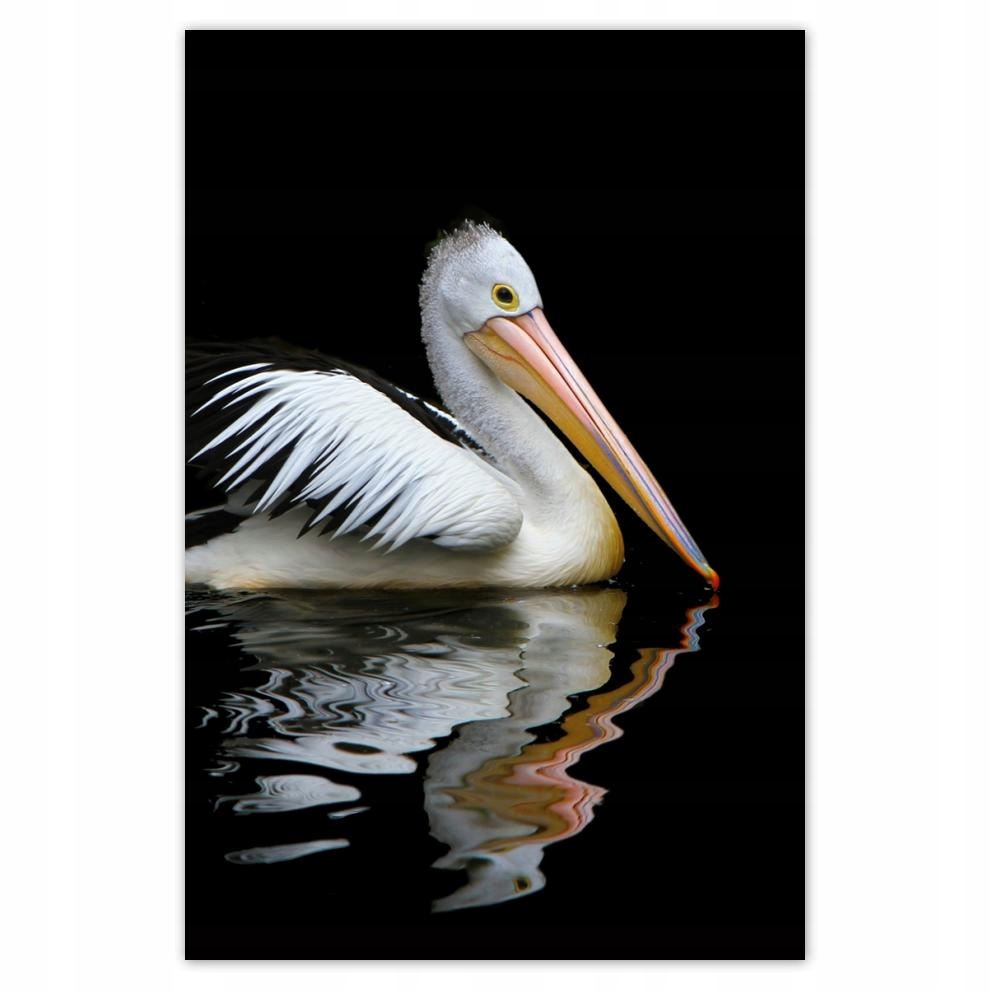 

Plakat 62x93 Kormoran