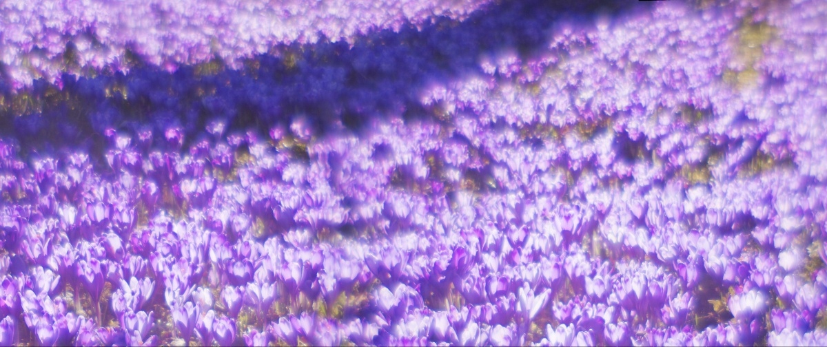 

Tapeta flizelinowa Fioletowe kwiaty 250x104