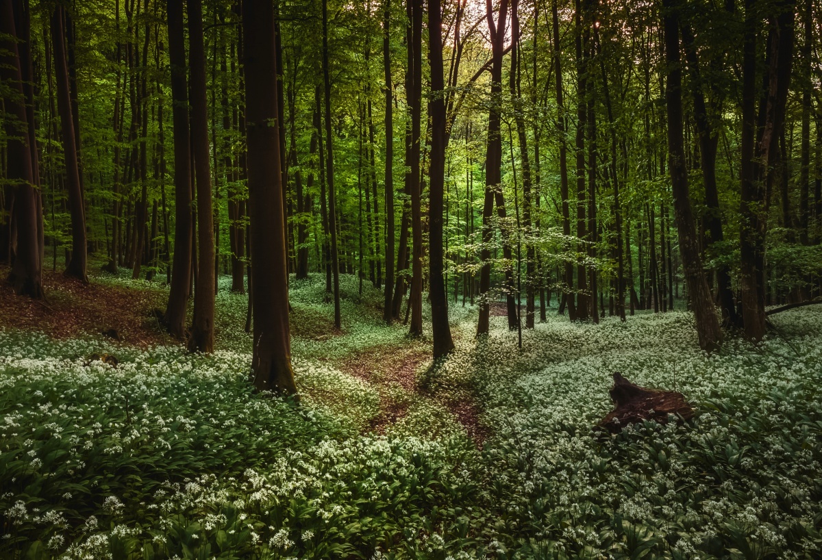 

Tapeta flizelinowa Wiosna Las - 104x70