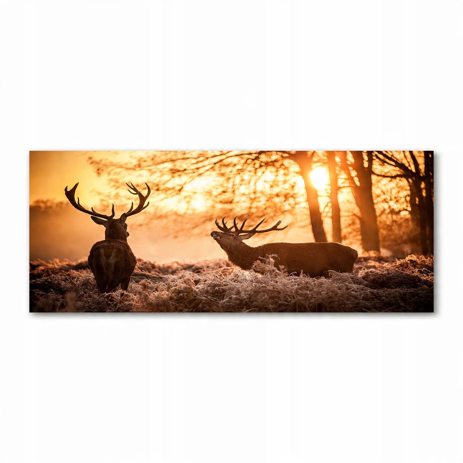 

Foto obraz akryl zdjęcie Jelenie wschód 125x50 cm