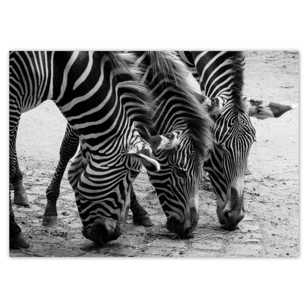 

Naklejki 70x50 Trzy zebry