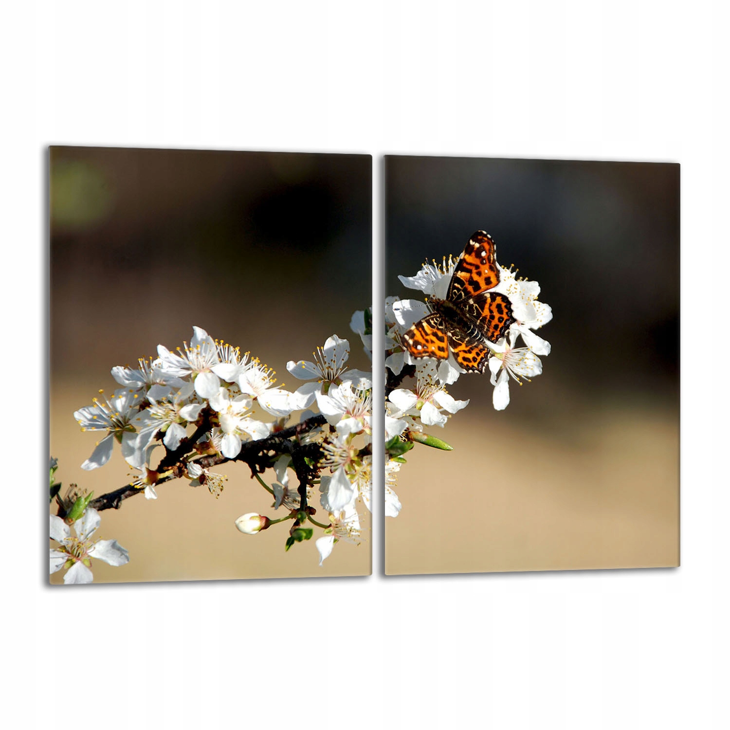 Skleněná ochranná deska na sporák 2x40x52 Slíva Do Kuchyně