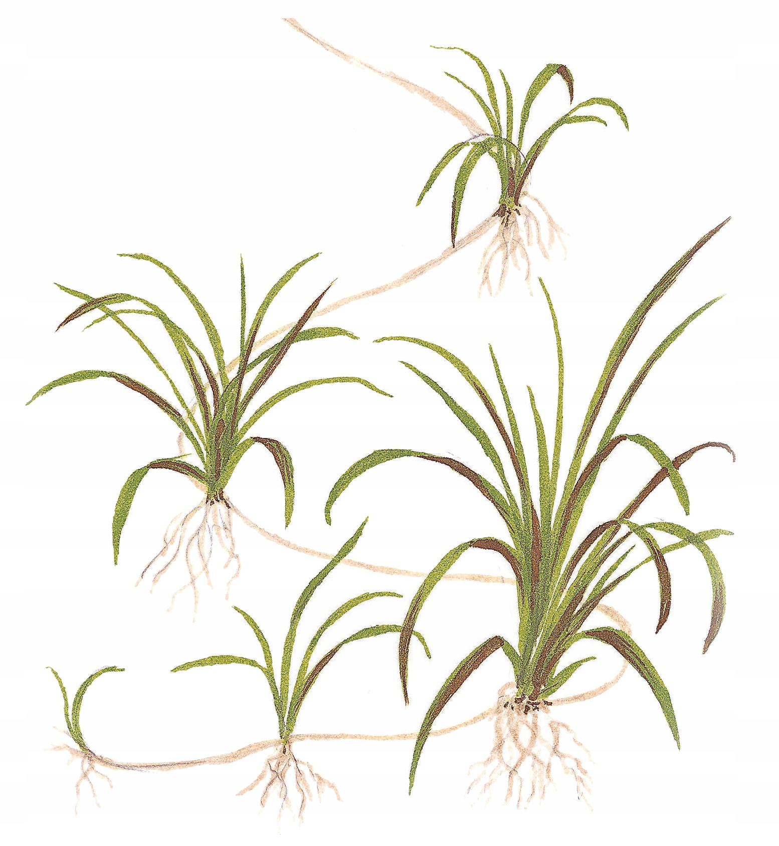 Helanthium tenellum Green (in-vitro) puszka 7cm TROPICA 12GROW