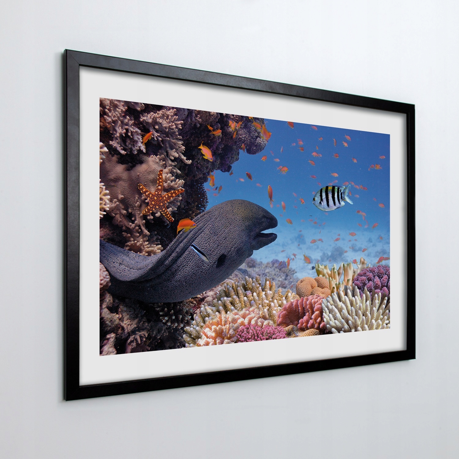 Nástenný obraz v ráme Fauna koralového útesu 70x50