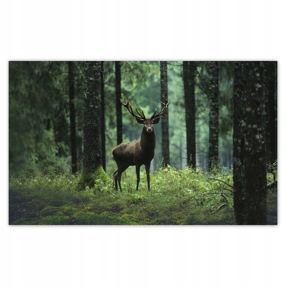 Fototapety vliesové 520x318 Jeleň uprostred lesa