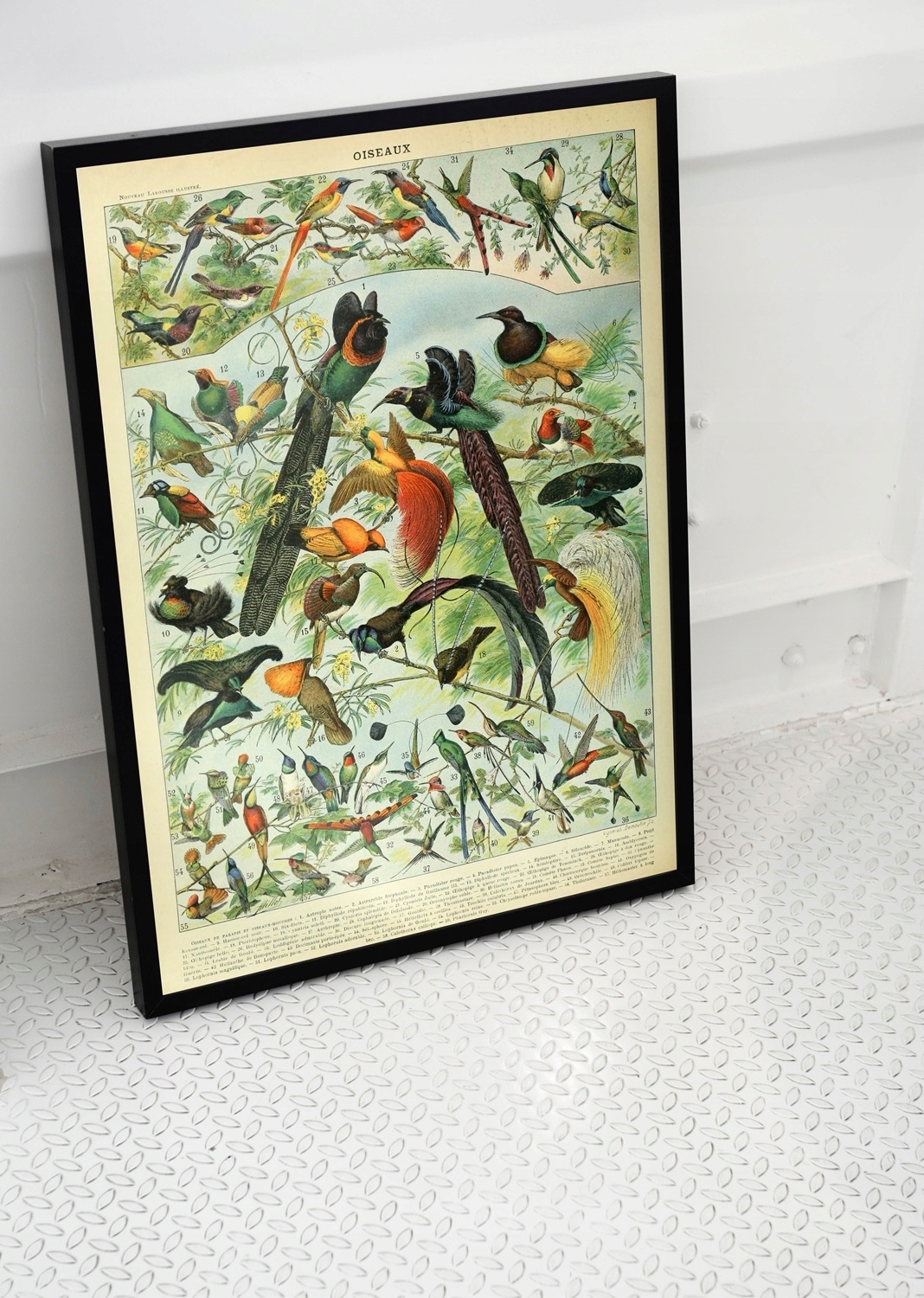 Plakat vintage Adolphe Millot Oiseaux Bird A4 Kod producenta 010030020070000021408