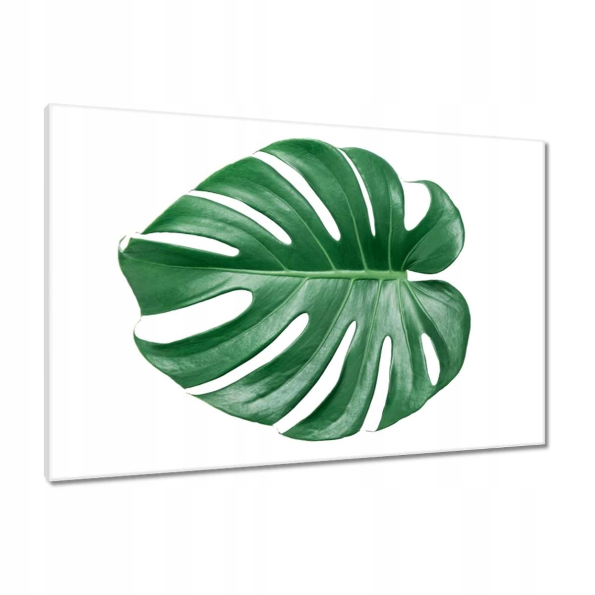 Obrazy 90x60 List monstery děravé