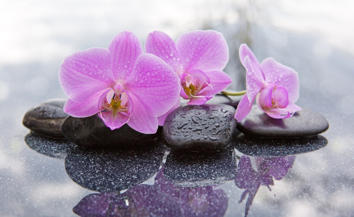 

Fototapeta Flizelinowa Orchidea Kamienie 416x254