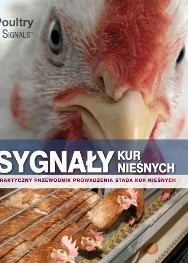 Sygnały kur nieśnych