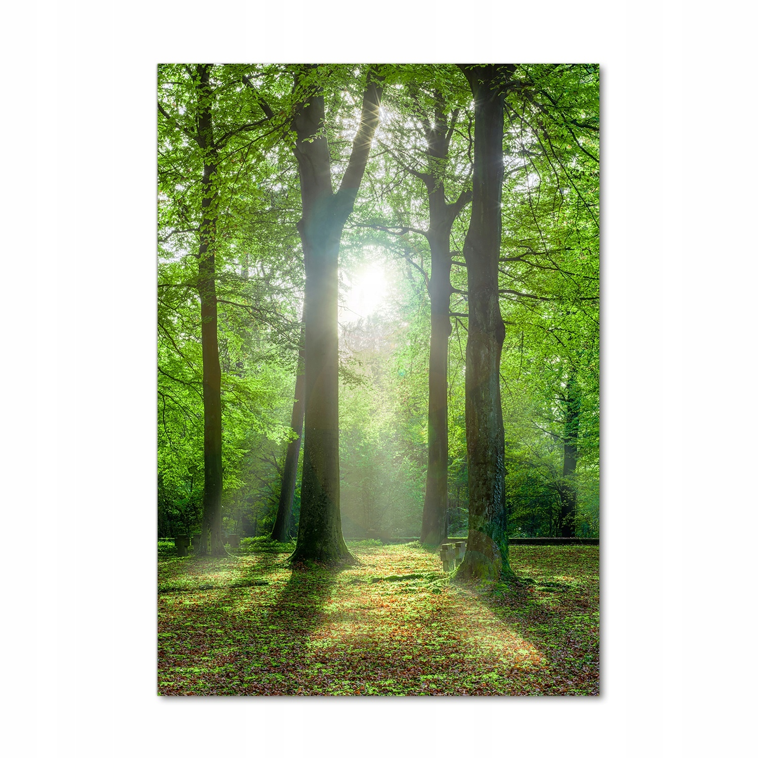 

Foto obraz akryl do salonu Słońce w lesie 70x100cm