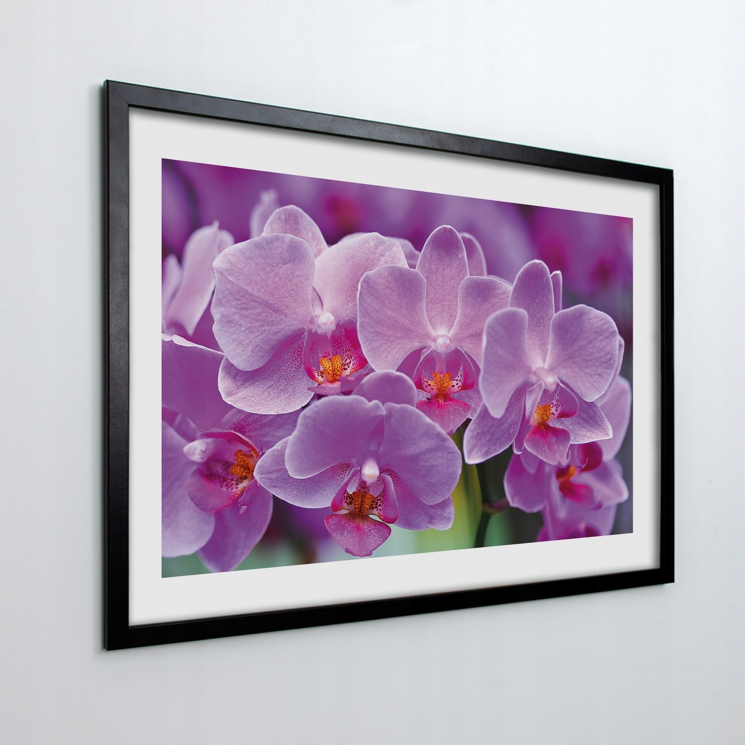 Obraz v rámu na zeď Orchidej orchidej 100x70