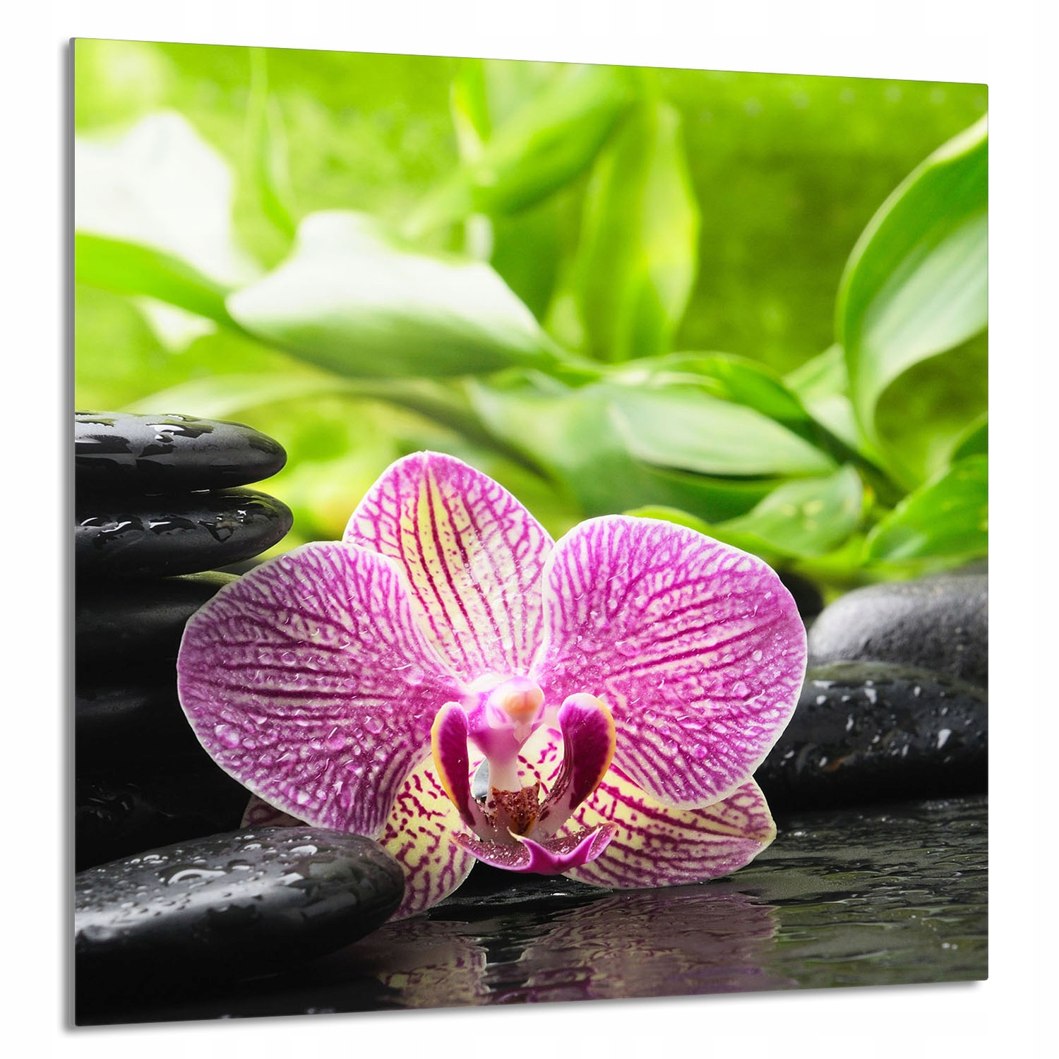 Skleněný Panel Do Kuchyně 60x65 Orchidej Tvrzené Sklo