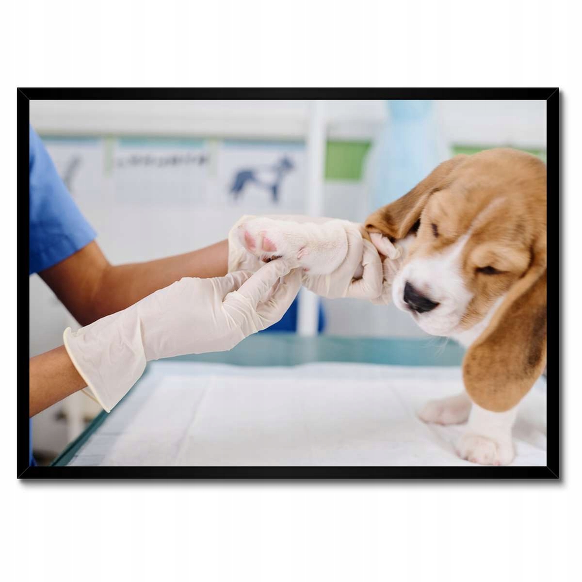 Plakáty v rámu 70x50 Veterinář pes tlapka