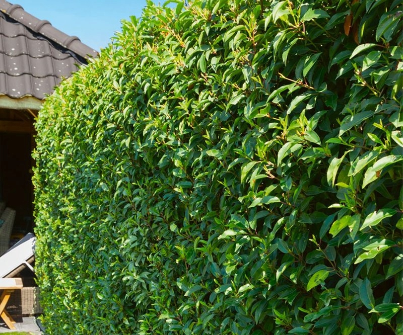 Bobkovišeň portugalská ANGUSTIFOLIA nevídaný NA ŽIVÝ PLOT VELKÁ SAZENICE Druh rostliny vavřín třešňový